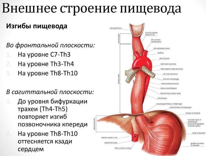 Диета При Спазме Пищевода