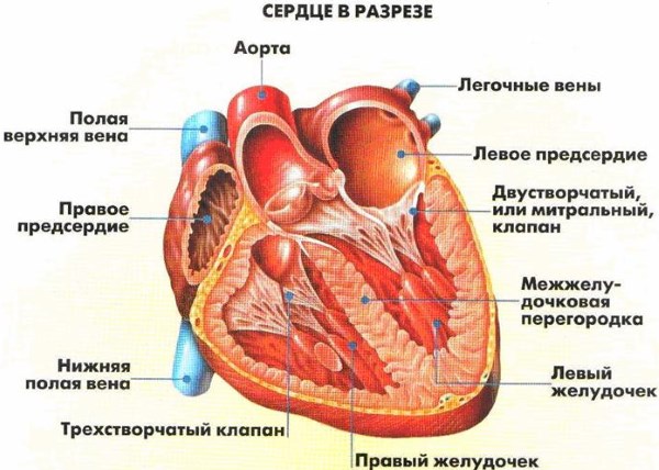 Рибоксин. Инструкция, показания к применению внутривенно, состав, противопоказания