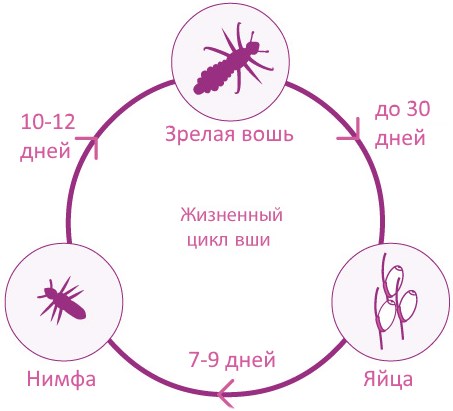 «Пара Плюс». Инструкция применения от вшей, состав, результаты применения, цена