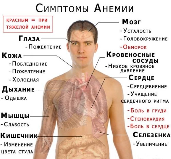 Повысить гемоглобин в крови: лекарства, полезные продукты, рецепты отваров