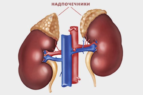 Причины потливости ладоней рук у взрослых. Возможные заболевания, нарушения здоровья