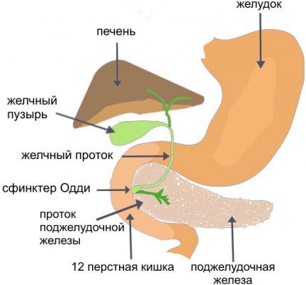 Где болит поджелудочная железа у человека в рисунках