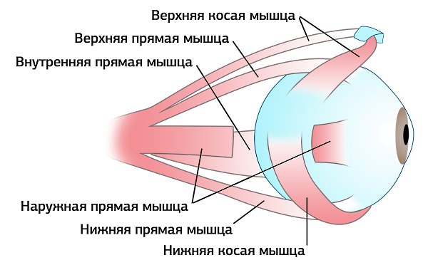 Упражнения для глаз, чтобы улучшить зрение. От близорукости, дальнозоркости для взрослых и детей