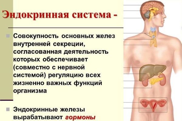 Высыпание на подбородке у женщины прыщиками. Причины, как бороться с сыпью на коже