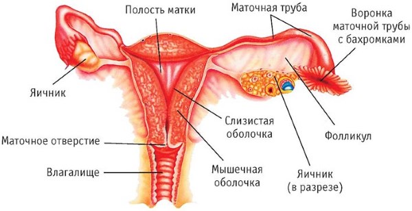 Цикл месячных: норма дней у женщин. Какой цикл считается нормальным