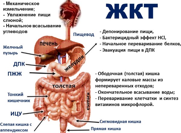 Язык при дисбактериозе кишечника фото