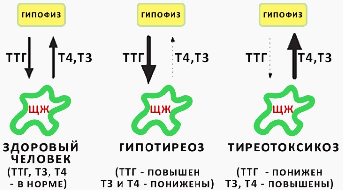 Гормоны как влияют на вес, набор веса у женщин, мужчин, как сбросить лишнее или набрать вес