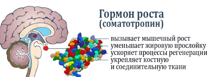 Гормоны как влияют на вес, набор веса у женщин, мужчин, как сбросить лишнее или набрать вес