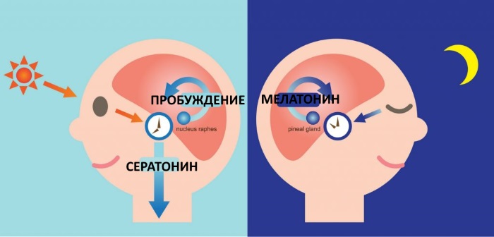 Гормоны как влияют на вес, набор веса у женщин, мужчин, как сбросить лишнее или набрать вес