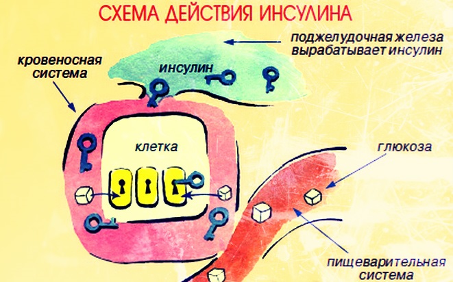 Гормоны как влияют на вес, набор веса у женщин, мужчин, как сбросить лишнее или набрать вес