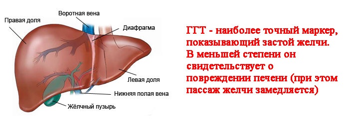 Как расшифровать биохимический анализ крови у взрослых женщин, мужчин, детей