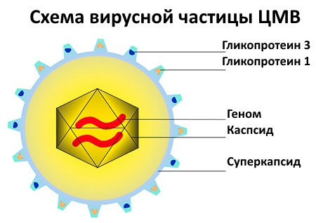 Цитомегаловирус - что это такое у детей, симптомы, как передается инфекция, последствия, лечение