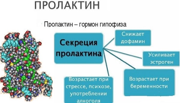 Гормон пролактин - за что отвечает у женщин, мужчин, детей, норма по возрасту, таблица. Что делать, если он повышен или понижен