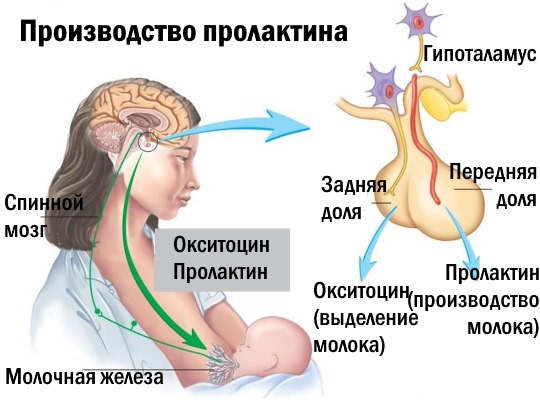 Норма пролактина в крови у мальчиков thumbnail