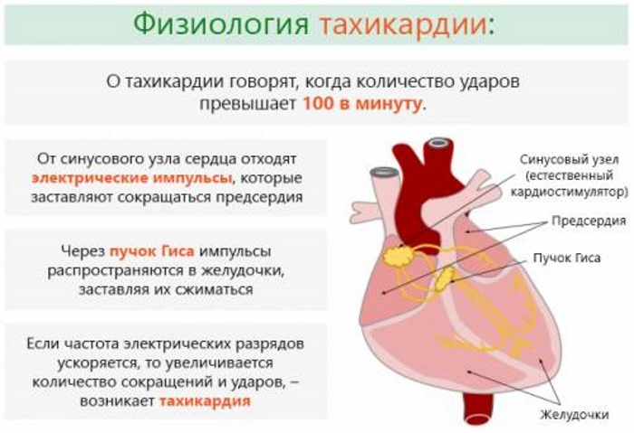 Пульс человека. Норма по возрасту в 20, 30-40, 50-60 лет, без нагрузки, при нагрузке. Как нормализовать пульс при сбоях