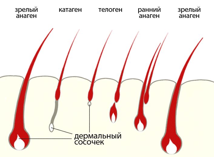 Сильно выпадают волосы у женщин. Причины и лечение народными средствами, препаратами, витаминными комплексами