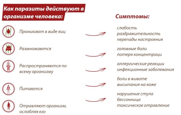 Препараты от глистов для человека из одной таблетки. Список и названия, как применять