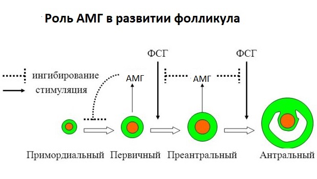 Антимюллеров гормон - что это такое, норма у женщин, таблица по возрасту, как правильно сдавать анализ, на какой день цикла, что делать, если повышен или понижен