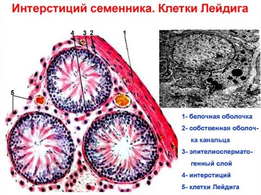 Какой гормон вырабатывает изображенная на рисунке железа инсулин гормон роста адреналин тироксин