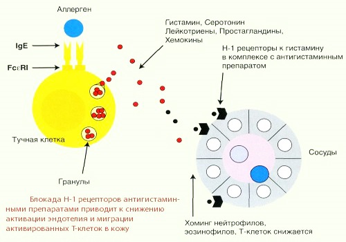 Фенистил в каплях. Инструкция по применению для новорожденных, детей, взрослых, при беременности. Дозировка, противопоказания, побочные эффекты, аналоги