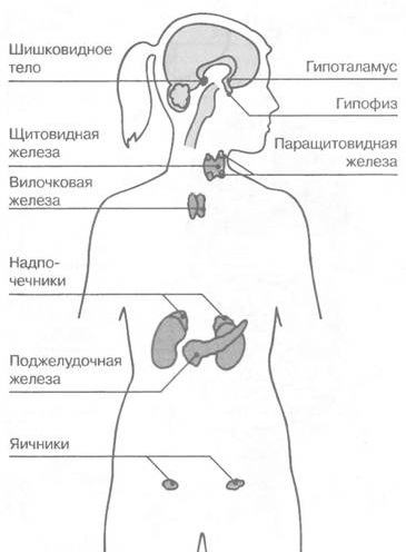 Гормональный сбой у женщин: симптомы, признаки и лечение при задержке месячных, до или после менопаузы. Медикаментозная терапия и народные средства