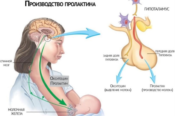 Гормональный сбой у женщин: симптомы, признаки и лечение при задержке месячных, до или после менопаузы. Медикаментозная терапия и народные средства