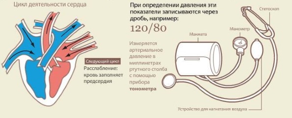 Какое нормальное давление и пульс у человека. Таблица по возрастам у женщин, мужчин, подростков, детей