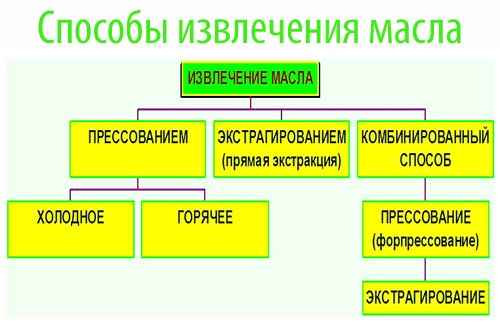 Кедровое масло - польза, лечебные свойства, рецепты применения в косметологии, кулинарии, медицине, гинекологии