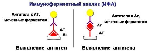 Анализ крови. Таблица норм, расшифровка результатов: общий, СОЭ, на сахар, свертываемость, биохимический, ревмопроба