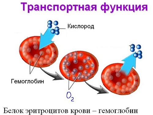 Анализ крови. Таблица норм, расшифровка результатов: общий, СОЭ, на сахар, свертываемость, биохимический, ревмопроба