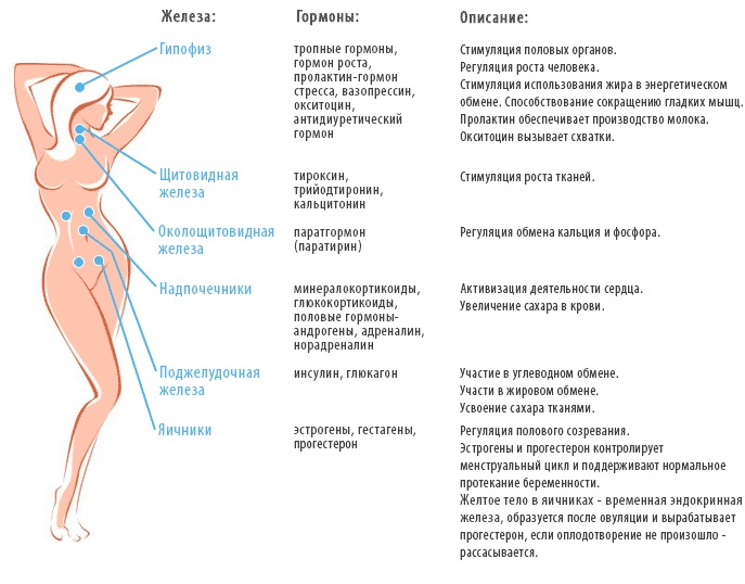 Анализ крови. Таблица норм, расшифровка результатов: общий, СОЭ, на сахар, свертываемость, биохимический, ревмопроба