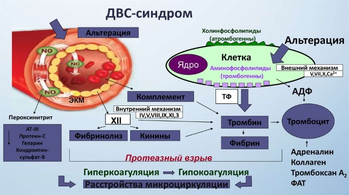 Анализ крови. Таблица норм, расшифровка результатов: общий, СОЭ, на сахар, свертываемость, биохимический, ревмопроба