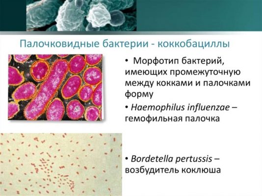 Чем лечить кокковую флору в мазке у женщин препараты схема лечения