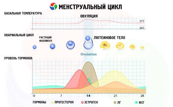 Коричневые выделения без боли и запаха у женщин. Что это, причины и лечение