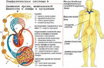 Где находятся лимфоузлы под мышкой у женщин схема