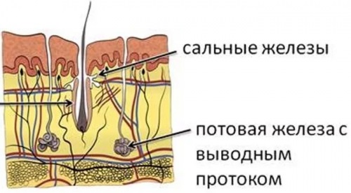 Мазь Теймурова. Инструкция по применению, цена, отзывы, аналоги