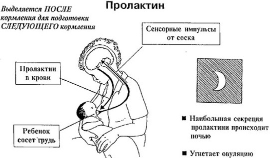 Повышенный пролактин у женщин. Причины и последствия, норма, симптомы, лечение