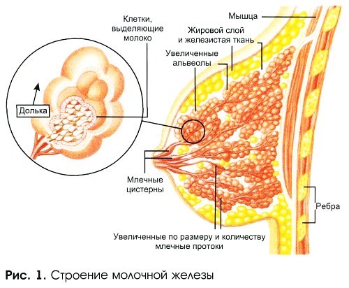 УЗИ молочных желез - когда можно делать, расшифровка, норма, подготовка, на какой день цикла