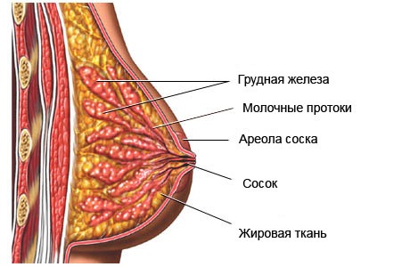 УЗИ молочных желез - когда можно делать, расшифровка, норма, подготовка, на какой день цикла