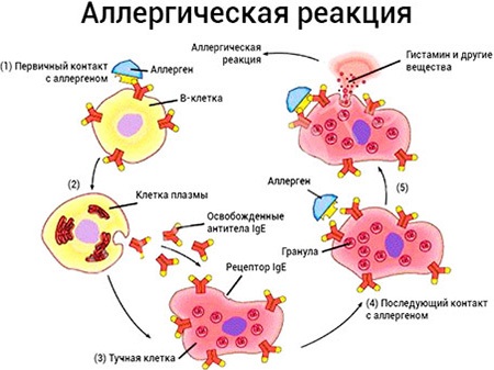 Сыпь от кишечника у ребенка thumbnail