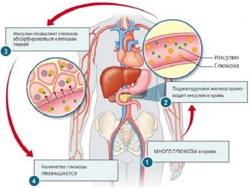 Бисопролол. Инструкция по применению. Отзывы, аналоги