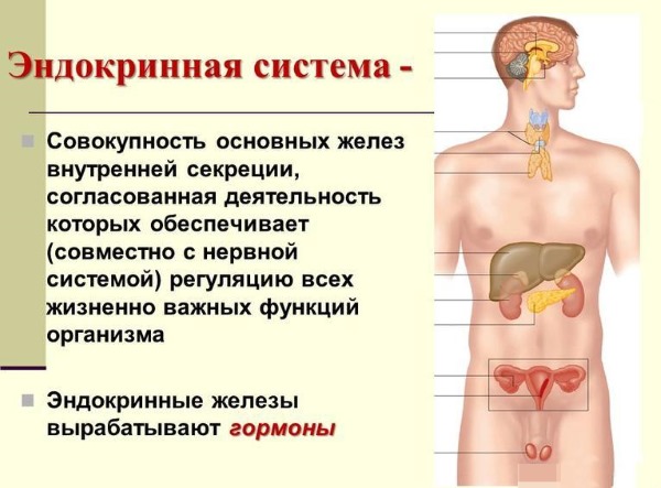 Лечебные свойства красной щетки, противопоказания. Инструкция по применению при климаксе, женских болезнях