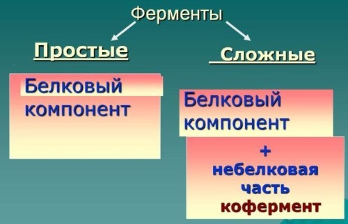 Панкреатин. Инструкция по применению, состав, свойства. От чего помогает взрослым и детям