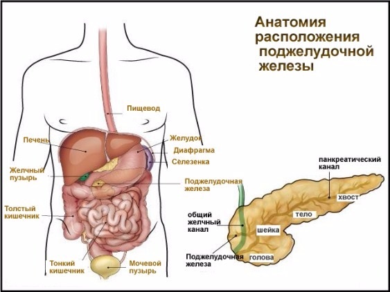 Поджелудочная железа. Симптомы и лечение заболевания у взрослых и детей. Диета