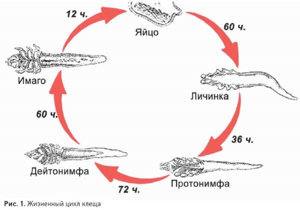 Демодекс. Причины, симптомы и лечение кожи лица, головы, век глаз.  народными средствами. Фото