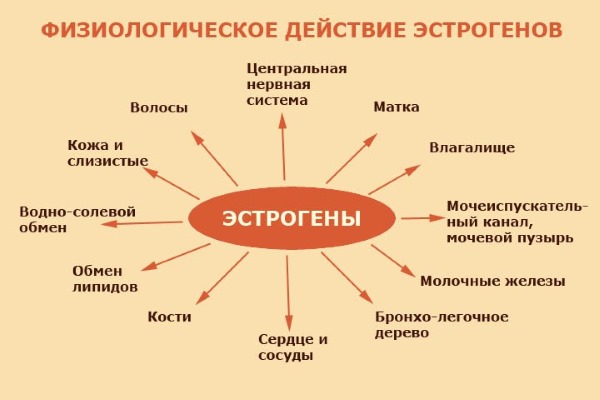 Женские гормоны эстрогены - что это такое, их функции. Симптомы недостатка, избытка, как повысить, снизить уровень, диагностика