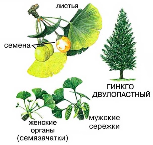 Гинкго Билоба. Инструкция по применению, цена, аналоги