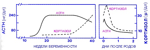 Кортизол повышен у женщин. Причины, симптомы, последствия, лечение в домашних условиях