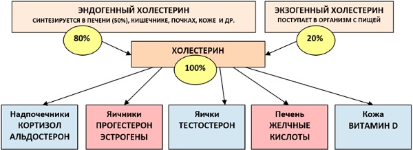 Продукты, снижающие холестерин и очищающие сосуды сердца. Таблица, список