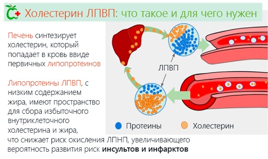 Продукты, снижающие холестерин и очищающие сосуды сердца. Таблица, список